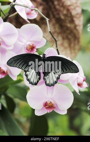 Scarlet Swallowtail (Papilio rumanzovia), male on flowers of a ...