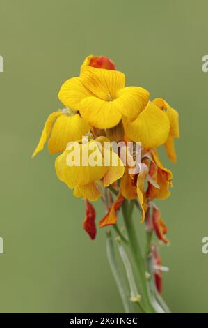 Golden varnish (Erysimum cheiri, Cheiranthus cheiri), flowers, ornamental plant, North Rhine-Westphalia, Germany Stock Photo