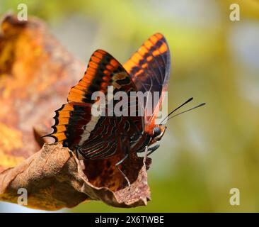 Two-tailed Pasha butterfly - Charaxes jasius perches on a dried fig leaf. Early Autumn. Oeiras, Portugal. Stock Photo