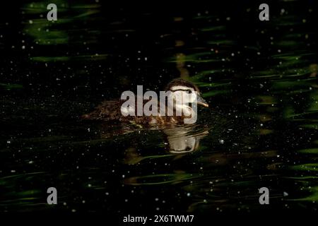 Wood Duck (Aix sponsa) duckling  in Boise, Idaho. Stock Photo