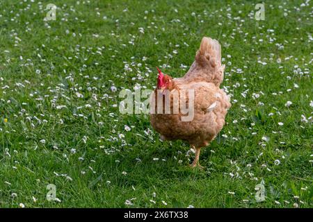 Laying hens (Gallus gallus domesticus) free range in the green meadow while grazing. Stock Photo