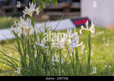 Iris orientalis Schwertlilie garden in spring. Delicate white flowers. Stock Photo