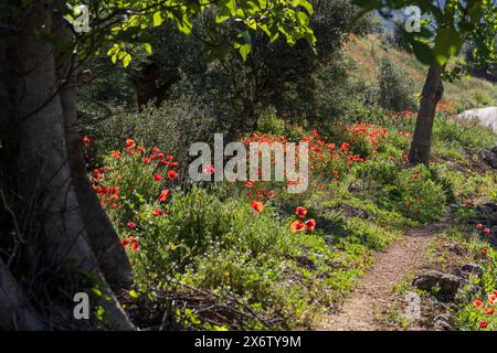 poppies in the olive grove, Salobre village, Sierra de Alcaraz, Albacete province, Castilla-La Mancha, Spain. Stock Photo