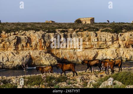 Majorcan goat, Cala Pilota, Manacor, Mallorca, Balearic Islands, Spain. Stock Photo