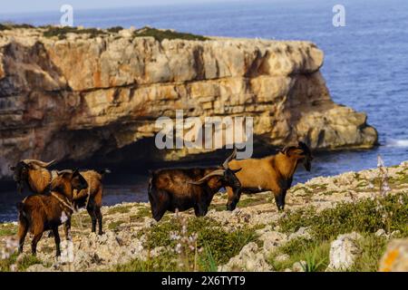 Majorcan goat, Cala Pilota, Manacor, Mallorca, Balearic Islands, Spain. Stock Photo