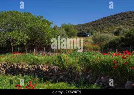 poppies in the olive grove, Salobre village, Sierra de Alcaraz, Albacete province, Castilla-La Mancha, Spain. Stock Photo