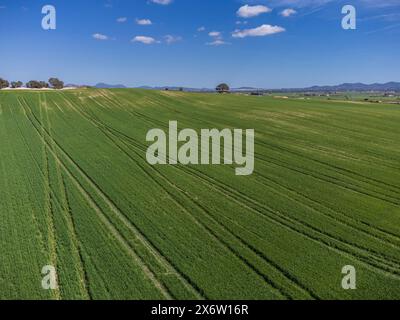 cereal cultivation field between Villafranca de Bonany and Porreres, Majorca, Balearic Islands, Spain. Stock Photo