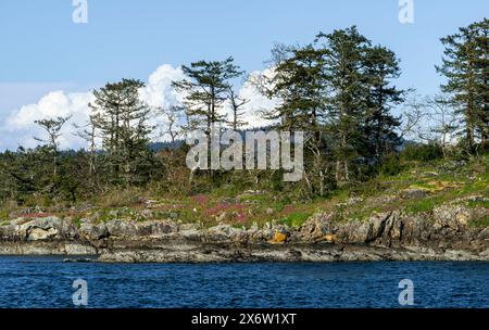 On a small island trees and wildflowers grow along a rocky shoreline overlooking the Strait of Georgia in British Columbia, Canada Stock Photo