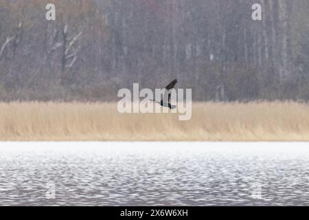 Great cormorant, flying with wings spread above dark water, crossing a ...