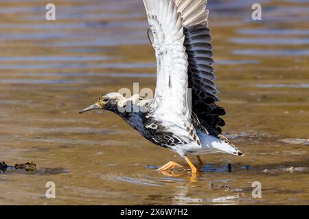 A male ruff in Finlad Stock Photo