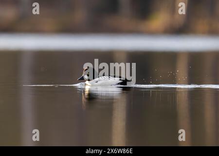 A golden eye in Finland Stock Photo