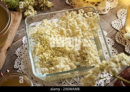 Preparing homemade herbal syrup by macerating fresh elderberry flowers harvested in spring in water Stock Photo