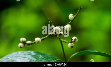 Chloranthus officinalis (Chloranthus erectus, Lowland Chloranthus, Rami ...