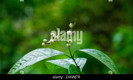 Chloranthus officinalis (Chloranthus erectus, Lowland Chloranthus, Rami ...