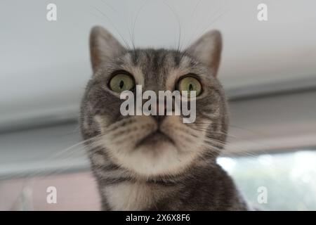 Grey British Shorthair Cat Stock Photo