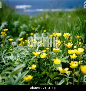 Wild buttercups growing on the cliffs over Browns Bay in Whitley Bay, North Tyneside Stock Photo