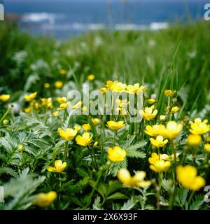 Wild buttercups growing on the cliffs over Browns Bay in Whitley Bay, North Tyneside Stock Photo