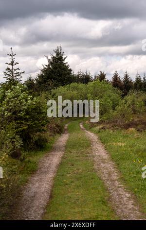 Tranquil scene of a curved dirt path leading through a forest on an overcast day Stock Photo
