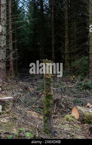 Stark tree stump stands amid a recently logged dense forest, highlighting the impact of deforestation Stock Photo