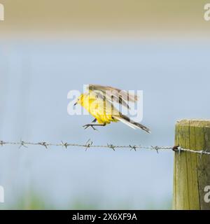 Yellow Wagtail, Norfolk, May 2024 Stock Photo