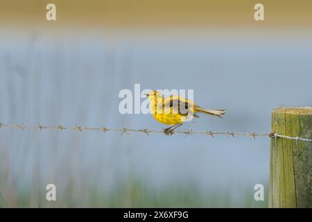 Yellow Wagtail, Norfolk, May 2024 Stock Photo