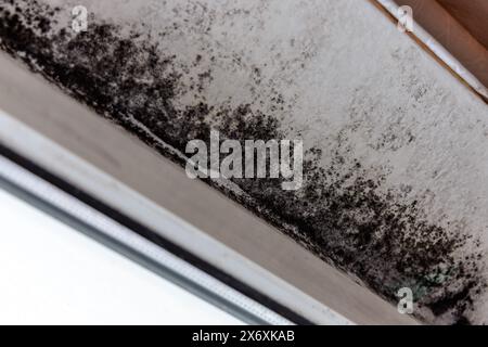 Spot of mold, mould, mildew or fungus on white wall above window. Stock Photo