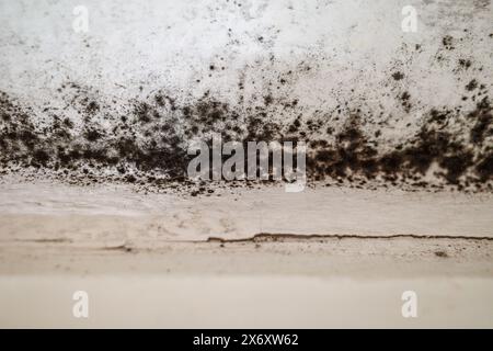 Spot of mold, mould, mildew or fungus on white wall above window. Stock Photo