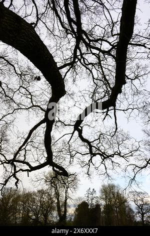 Silhouette of old mature oak tree branches reaching into countryside in winter Stock Photo