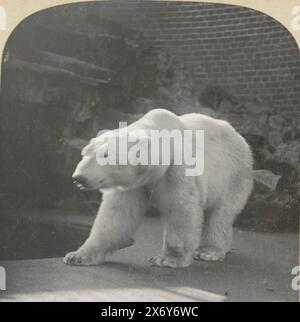 Polar bear in zoo (Artis?), Netherlands, Vues des Pays-Bas. [Edition originale] (series title on object), stereograph, August Frederik Willem Vogt, publisher: August Frederik Willem Vogt, (mentioned on object), Netherlands, 1920 - 1940, paper, gelatin silver print, height, 78 mm, width, 78 mm, height, 78 mm, width, 78 mm, height, 88 mm × width, 179 mm Stock Photo