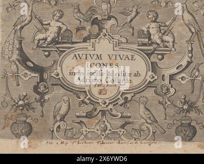 Series title in cartouche surrounded by birds, Avium Vivae Icones in aes incisae & edita ab Adriano Collardo (series title on object), The series title in cartouche, decorated with two putti and different birds: top center an owl, left and right a peacock, bottom a parrot on the left and a lapwing on the right. Print is part of a picture album with seven prints of birds and the title print., print, print maker: Adriaen Collaert, after own design by: Adriaen Collaert, publisher: Adriaen Collaert, Antwerp, 1570 - 1600, paper, engraving, height, 130 mm × width, 189 mm Stock Photo