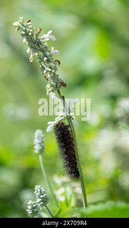 The caterpillar of a Salt Marsh Moth (Estigmene acrea) feeding on Salvia flowers Stock Photo