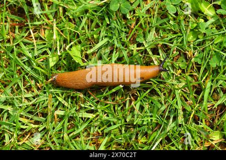 Red slug, large red slug, chocolate arion, European red slug (Arion rufus) or Spanish slug (Arion vulgaris). On grass from a Dutch lawn. Spring. Stock Photo