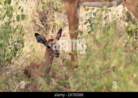 Gerenuk or giraffe gazelle, Litocranius walleri, Bovidae, Buffalo Spring Reserve, Samburu National Reserve, Kenya, Africa Stock Photo