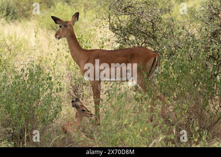 Gerenuk or giraffe gazelle, Litocranius walleri, Bovidae, Buffalo Spring Reserve, Samburu National Reserve, Kenya, Africa Stock Photo