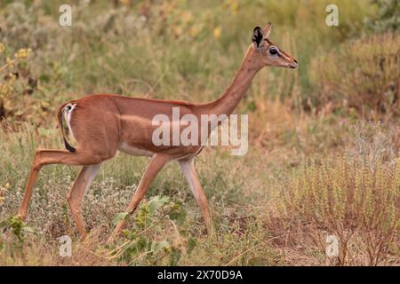 Gerenuk or giraffe gazelle, Litocranius walleri, Bovidae, Buffalo Spring Reserve, Samburu National Reserve, Kenya, Africa Stock Photo