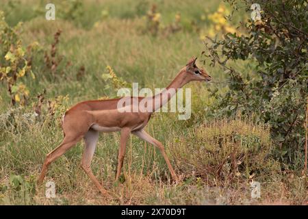 Gerenuk or giraffe gazelle, Litocranius walleri, Bovidae, Buffalo Spring Reserve, Samburu National Reserve, Kenya, Africa Stock Photo