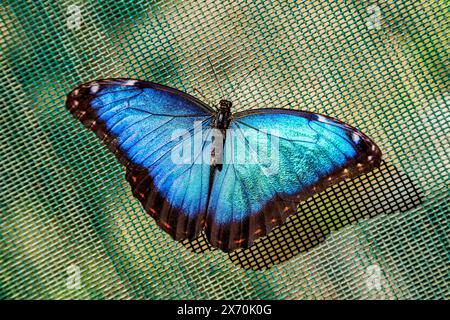 Shiny Morpho butterfly Stock Photo