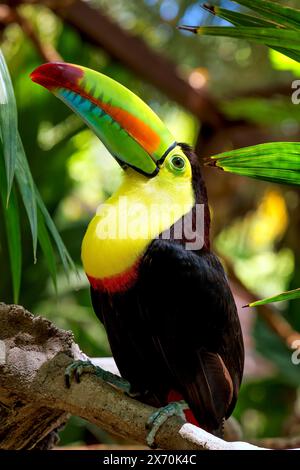 A close-up of a Keel-billed toucan in Guanacaste, Costa Rica Stock Photo
