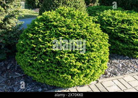 Norway spruce, Picea abies 'Nidiformis' Spherical Shape Dense, Small Plant Conifer Stock Photo