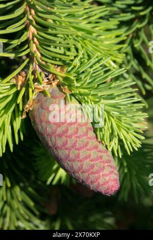 Picea Cone Female Conifer Picea abies 'Acrocona' Detail Norway spruce Stock Photo