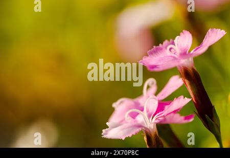 lots of soft pink carnations on a blurred green background with space for an inscription, copy space, natural pink flower background Stock Photo