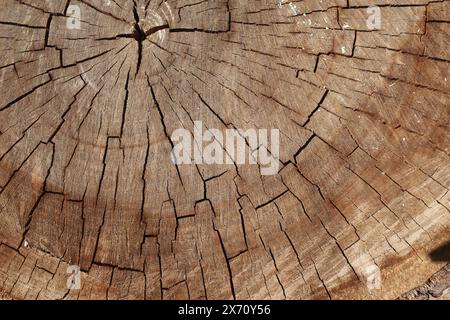 Wooden walnut texture background, close up Stock Photo