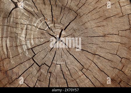 Wooden walnut texture background, close up Stock Photo