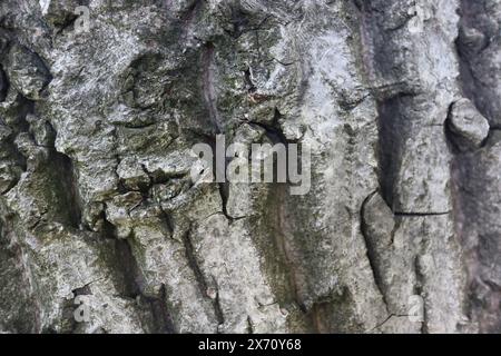 Wooden walnut texture background, close up Stock Photo