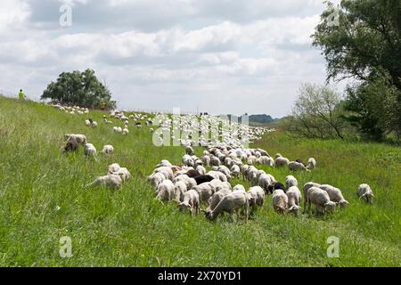 Sheep grazing on the dike, cyclists, Elbe cycle path near Boizenburg, Mecklenburg-West Pomerania, Germany Stock Photo