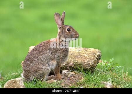 Wild British rabbit sitting on rocks outdoors in spring Stock Photo