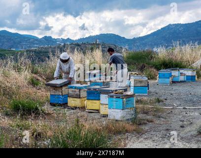 Bee keepers attend hives in the troodos mountains near Agros, Limassol District, Cyprus Stock Photo