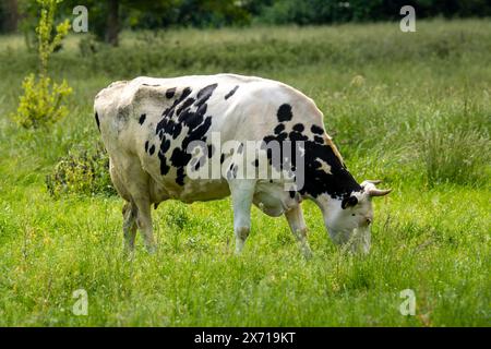 Dairy cow of the Holstein Friesian breed grazing in the Palatinate Stock Photo