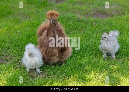 Silky fowl hen with chicks, Wittorf, joint community Bardowick, Lower Saxony, Germany Stock Photo