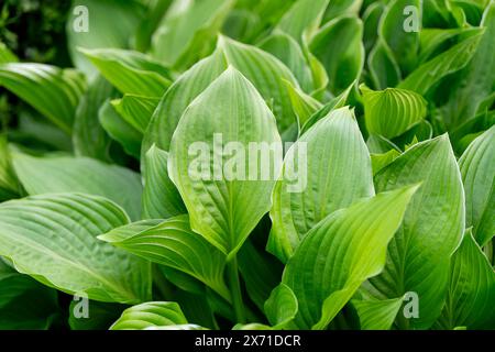 Natural green plant hosta. Leaf texture close-up. Stock Photo